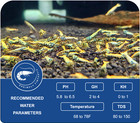 20 Yellow Boa Pinto Shrimp   Free Shipping   Live Guarantee   Usa Bred