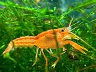 Live Mexican Dwarf Crayfish - Bright Orange    - Perfect For Smaller Tanks 