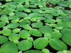 5-15  Dwarf Water Lettuce - Beginner Live Floating Aquarium Plant 20-60  Leaves