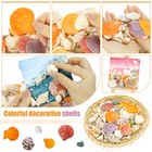 Mixed Sea Shells  100  Pcs Beach Seashells Starfish  Various Sizes Ocean Seas   