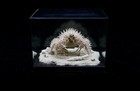 G13 Crab Taxidermy Paralomis Hystrix In Glass Box Dome