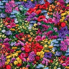 Fabric Flowers Garden Down On The Farm Digital Kaufman Cotton 1 4 Yard 4238