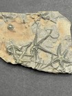 Fossil Matrix Slab W  Multiple Brittle Star  ophiuroidea Elegas - France
