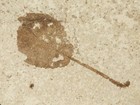 Big  100  Natural 50 Million Year Old Leaf Fossil From Wyoming 710gr