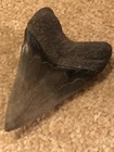 4 Inch Large Megalodon Tooth Original Quality Specimen