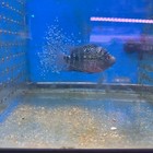Aaa Flowernhorn  Live Fish Supper Red Female  Size 5 