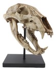 Ebros 11  Wide Replica American Black Bear Skeleton Skull Fossil Resin Figurine