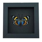 Eterusia Repleta Male Verso Framed Day Flying Moth Taxidermy Moonlight Display