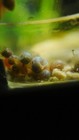 Baby Ramshorn Freshwater Snails  Assorted Colors  Live Aquarium free Plant gift