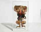 Dissected Toad In Resin  Educational Frog Specimen  Oddities  Bufo Gargarizans