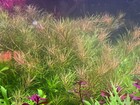 Rotala 5 Stem Pack - Freshwater Fish Tank Shrimp Tank Rotala Stem Plants