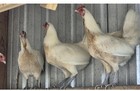 6 Limited Availability White  Hatch Gamefowl Hatching Eggs  Pre Order 