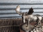 Rare 95th Anniversary  Secret Decanter Loyal Order Of Moose Antlers Intact