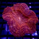 Red Acanthophyllia Meat Coral 3  Wysiwyg - Indigo Corals - Ic 3148 - Acantho