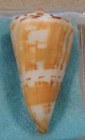 Conus Argillaceus 51mm Somalia