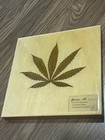 Rare Herbarium Pressed Leaf 9 Pound Hammer Indica Herbarium