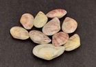 Sunrise Tellin Clam Seashells Polished  10 Pairs Approx  1 25  Inches 