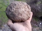 Crab Fossil Concretion Meandercampus Starri Washington State
