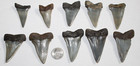 Mako Shark Tooth Fossils No Repair Natural Lot Of 10 Beautiful Teeth