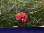 2  Rare Blood Red Ramshorn Amazing Algae Eating Snails  Ramshorn   Free Plant
