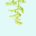 Buy 2 Get 1 Free Water Sprite  indian Fern  2 Inch Pot Aquarium Plants
