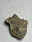 Ouranosaurus Niger
