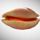 Large  Cypraea Golden Cowrie Shell Collectible Specimen 91 6mm  3 61 In 