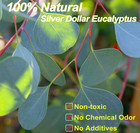 Preserved Dried Eucalyptus Stems  7-10 Pcs Pure Natural Real Silver Dollar Leave