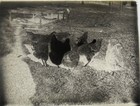Antique Glass Plate Photo Negative   Flock Of Chickens Foraging In The Yard