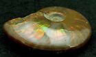 Fs Stunning Fire Opal Cleoniceras Iridescent Ammonite 55mm 44 7g  aaa 