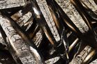 Orthoceras Fossil 5  - 8  Polished Rock Mineral Specimen Chakra Healing Crystal