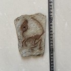 Real  Fossil Rare Chinese Best Triassic Keichousaurus Collection B002