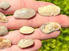 Texas Fossil Bivalves Yoldia One Per Purchase Pennsylvanian Age Grahm Formation
