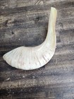 Traditional Handmade Judaic Shofar Horn Light Colored Blonde Horn Nice