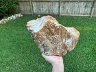 Texas Petrified Fossil Wood Large 11x8x4 Free Standing Agatized Orange white Log
