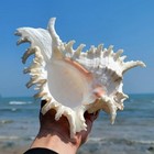 Large White Murex Ramosus Natural Conch Seashell Rare Real Aquarium 7 - 9  Huge