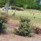 Family Final Resting Place In Floral Hills Memory Gardens  Tucker  Ga 