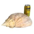 Beck s Volute Adelomelon Beckii Huge 14  35 Cm Sea Snail Shell No Cracks Holes