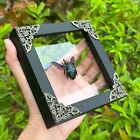Real Blue Bee Insect Frame Black Decor Bug Dead Taxidermy Oddities Framed Gifts