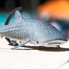 Safari Ltd  Whale Shark Figurine - Detailed 7 25  Aquatic Figure - Educational T