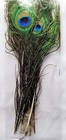 10 Pieces Natural Peacock Tail Body Feathers Eyes Approx 12  Nib Crafts Decor