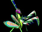 Pre-assembled Praying Mantis Oaxacan Wood Carving Alebrije  Mexican Folk Art
