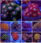 Zoanthids polythoa Coral 10x Frag Pack