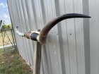 Mounted Steer Horns 6 Feet Longhorn Polished Mount Bull Cow