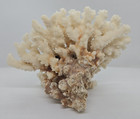 Natural White   Brown Cauliflower Coral Specimen Home Decor 5 5  X 7  X 4 