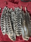 Wild Turkey Barred Secondary Wing Feather  Craft Fly Tying  Archery 10 Feathers