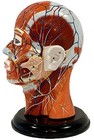 Vintage Clay Adams Medical Human Half-head Life-size Anatomical Model