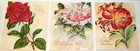 Vintage Pretty Petals Unused Birthday Greeting Cards Roses Flowers Lot Of 6