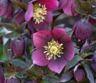 Helleborus Purpurascens   Purple Hellebore   Christmas Rose   5_seeds