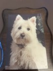 Vintage West Highland White Terrier Dog Wall Print  Wood And Resin
